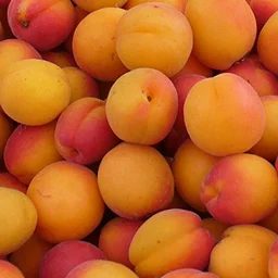 Apricots