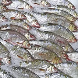 Deep frozen fish