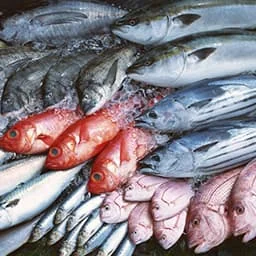 Fresh chilled fish